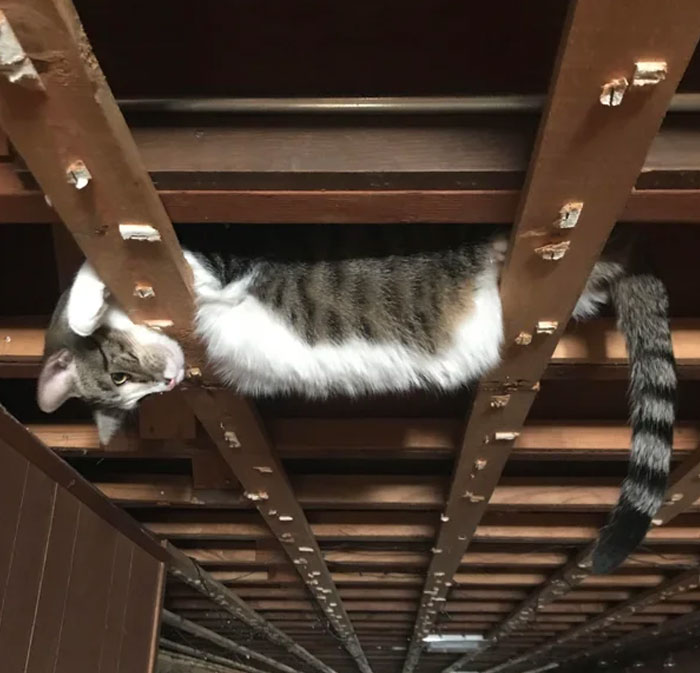 People Who Had To Choose Their Pet Over Their Partner Reveal How It All Went (35 Pics)