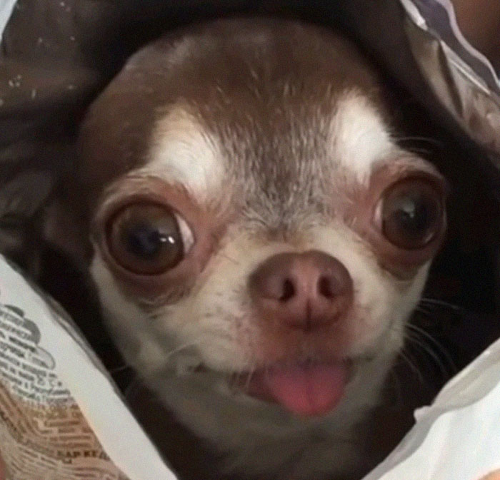 People Who Had To Choose Their Pet Over Their Partner Reveal How It All Went (35 Pics)