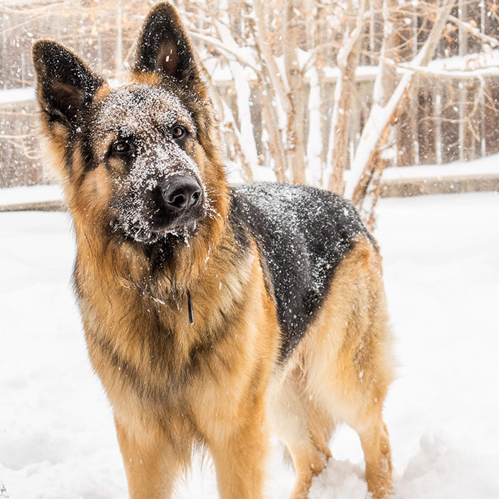 People Who Had To Choose Their Pet Over Their Partner Reveal How It All Went (35 Pics)