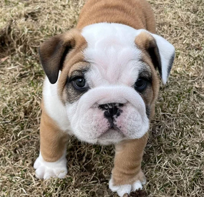 People Who Had To Choose Their Pet Over Their Partner Reveal How It All Went (35 Pics)