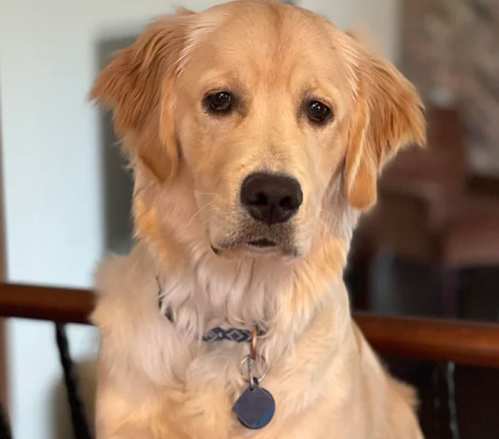 People Who Had To Choose Their Pet Over Their Partner Reveal How It All Went (35 Pics)