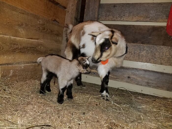 My Mini Goats!