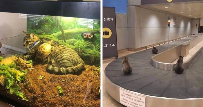 People Are Laughing At These 43 Cats Chilling In Places They Shouldn’t Be, Posted By This Twitter Account