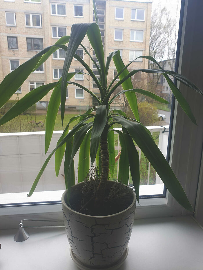 Found This Plant Next To The Trash Cans