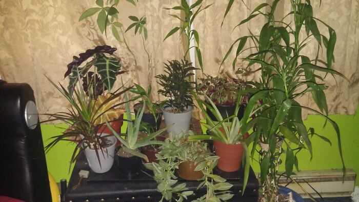 Some Of My Babies...