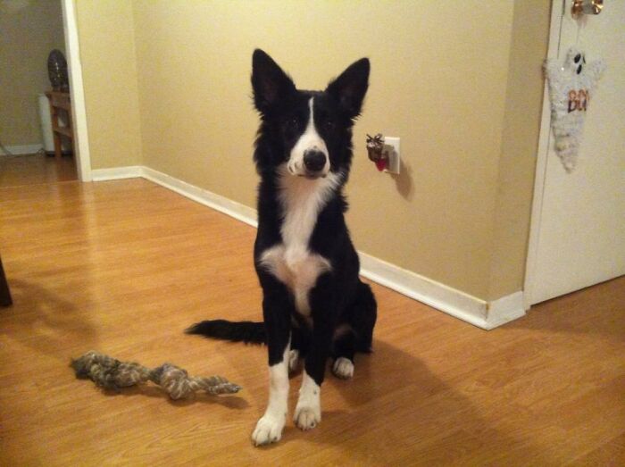 Choco Chip With A Toy