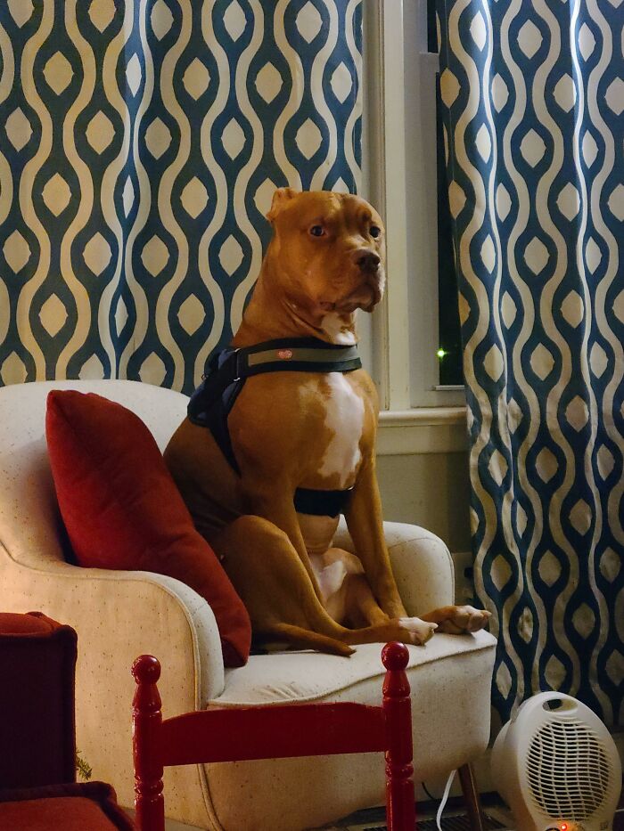 Pit Bull Accidentally Redesigns His Owner's Ordinary T-Shirt Into An Extraordinary One