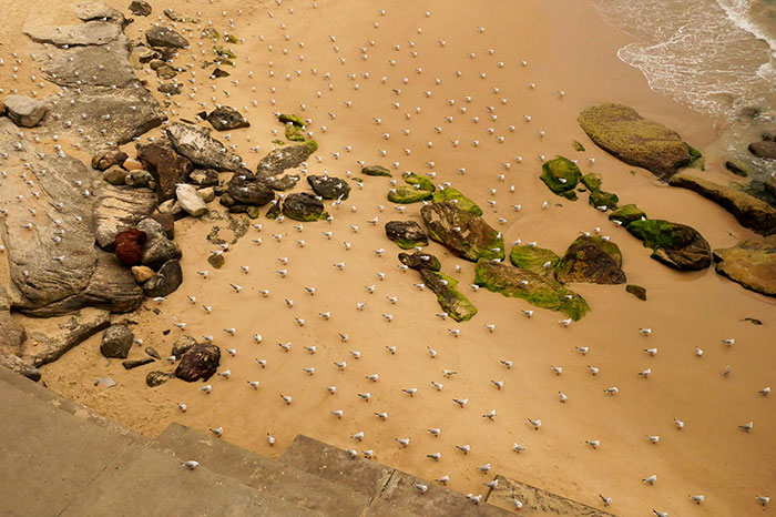 Seagulls At Bondi Being Very Particular About Their Personal Space