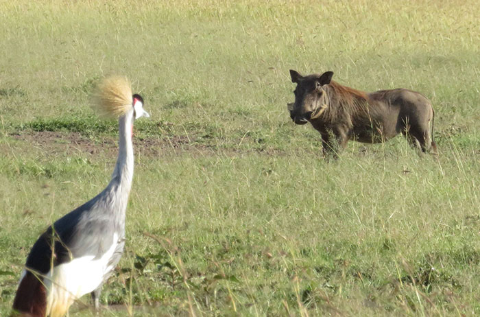 This Photo I Took On A Safari Looks Like A Pokemon Battle