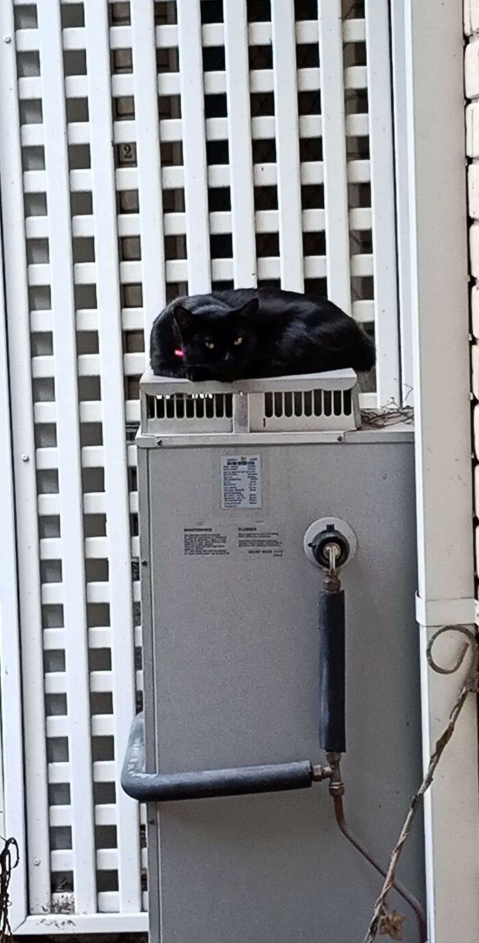 Sookie Likes The Warmth From The Gas Hot Water System