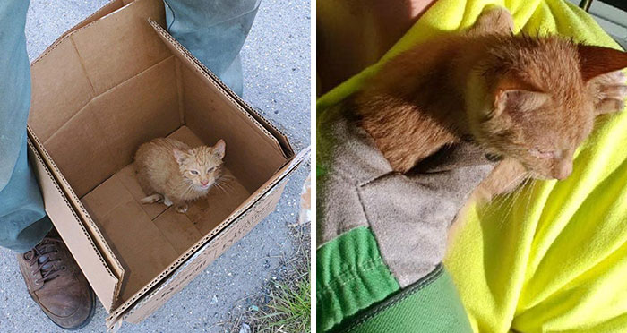 Two Unsuspecting Sanitation Workers Find A Cat In A Garbage Bag, Rescue Him, And Find Him A Shelter