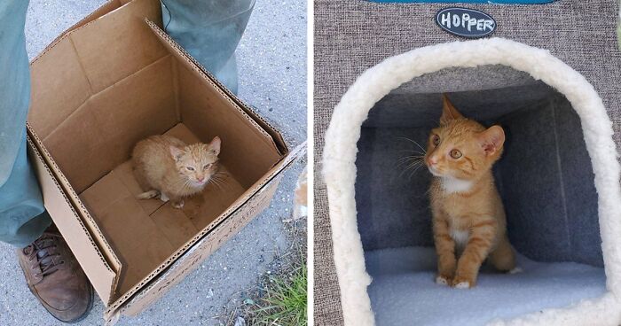 Two Unsuspecting Sanitation Workers Find A Cat In A Garbage Bag, Rescue Him, And Find Him A Shelter