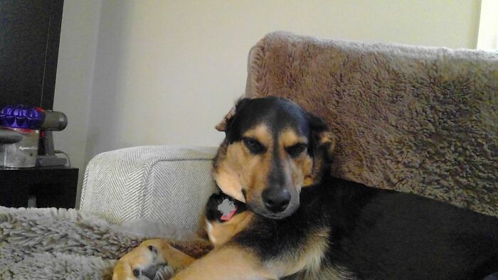 I- I Think I Interupted Her Nap. *doggo Rolls Over On Back For A Tummy Rub