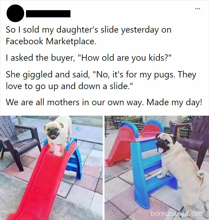 Pug Slide (Found On Facebook)