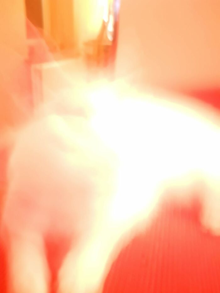 My Shapeshifting Cat Truus.