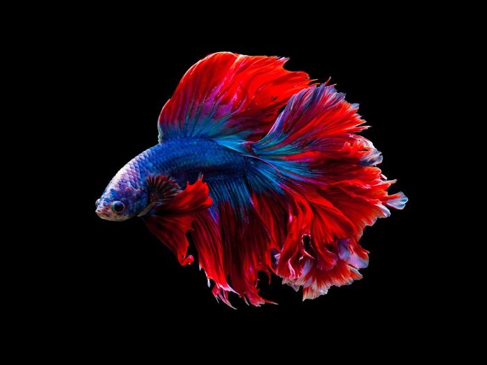 My Dragonscale Betta, Flame
