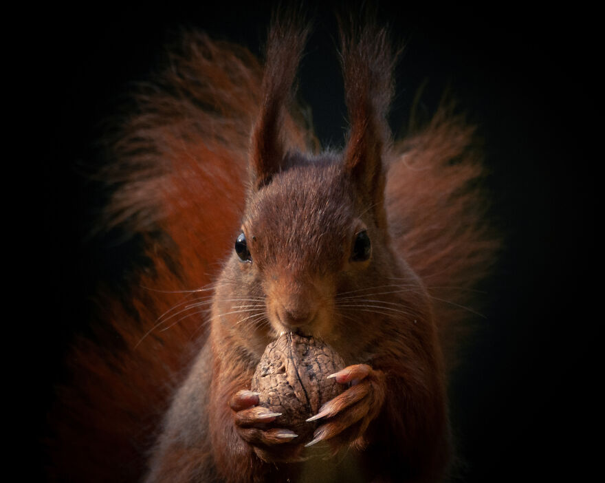 Red Squirrel
