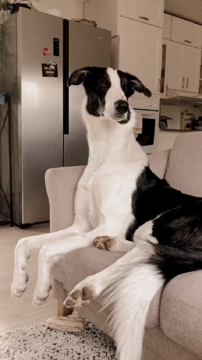 "Folks Claim That He Has Giraffe DNA In There Somewhere" - This Borzoi And German Shepherd Mixed Dog Has A Very Long Neck