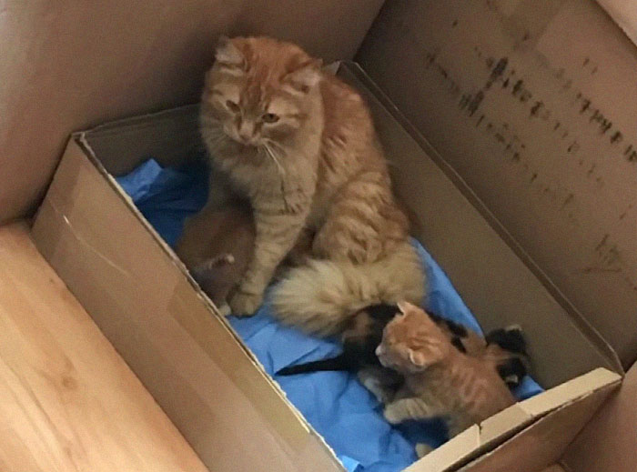 Viral Video Shows A Cat Walking Into A Hospital With Her Newborn Kitten To Get Medics To Help It Viral Video Shows A Cat Walking Into A Hospital With Her Newborn Kitten To Get Medics To Help It