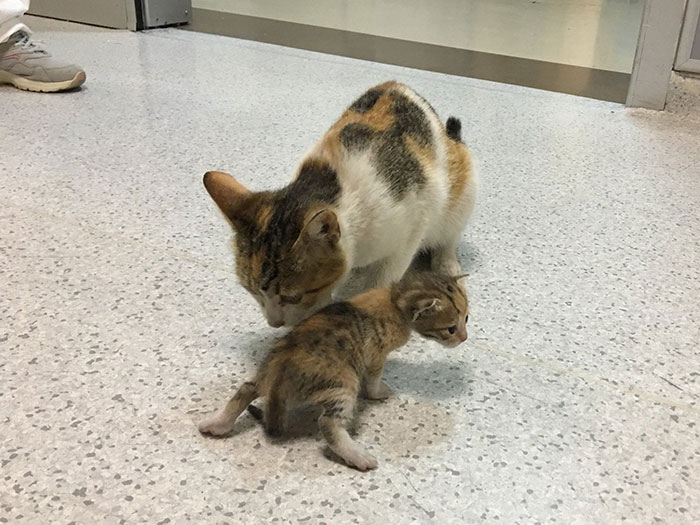 Viral Video Shows A Cat Walking Into A Hospital With Her Newborn Kitten To Get Medics To Help It Viral Video Shows A Cat Walking Into A Hospital With Her Newborn Kitten To Get Medics To Help It