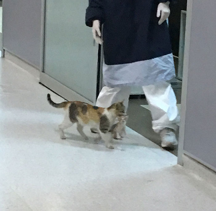 Viral Video Shows A Cat Walking Into A Hospital With Her Newborn Kitten To Get Medics To Help It Viral Video Shows A Cat Walking Into A Hospital With Her Newborn Kitten To Get Medics To Help It