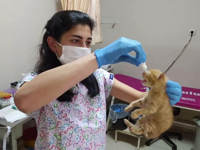 Viral Video Shows A Cat Walking Into A Hospital With Her Newborn Kitten To Get Medics To Help It Viral Video Shows A Cat Walking Into A Hospital With Her Newborn Kitten To Get Medics To Help It