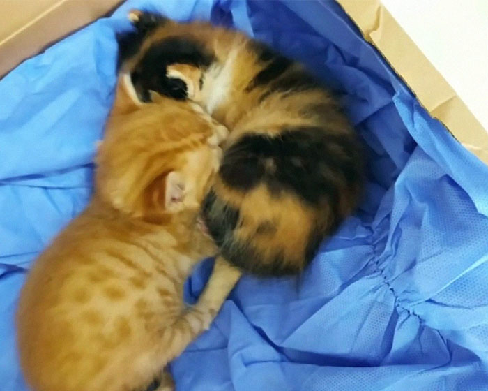Viral Video Shows A Cat Walking Into A Hospital With Her Newborn Kitten To Get Medics To Help It
