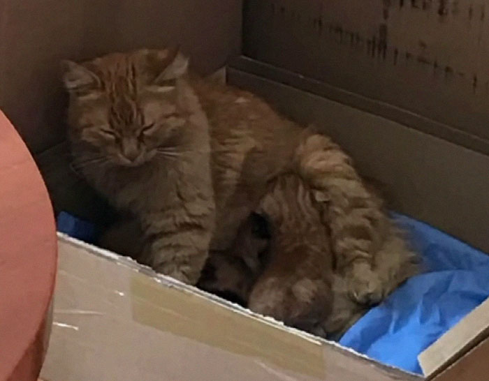 Viral Video Shows A Cat Walking Into A Hospital With Her Newborn Kitten To Get Medics To Help It