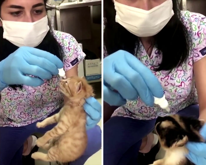 Viral Video Shows A Cat Walking Into A Hospital With Her Newborn Kitten To Get Medics To Help It Viral Video Shows A Cat Walking Into A Hospital With Her Newborn Kitten To Get Medics To Help It