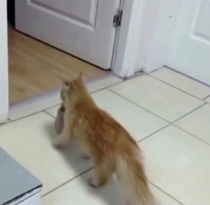 Viral Video Shows A Cat Walking Into A Hospital With Her Newborn Kitten To Get Medics To Help It Viral Video Shows A Cat Walking Into A Hospital With Her Newborn Kitten To Get Medics To Help It