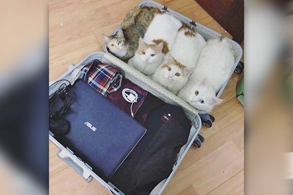 suitcase_catloaves-606660347e3b9.jpg