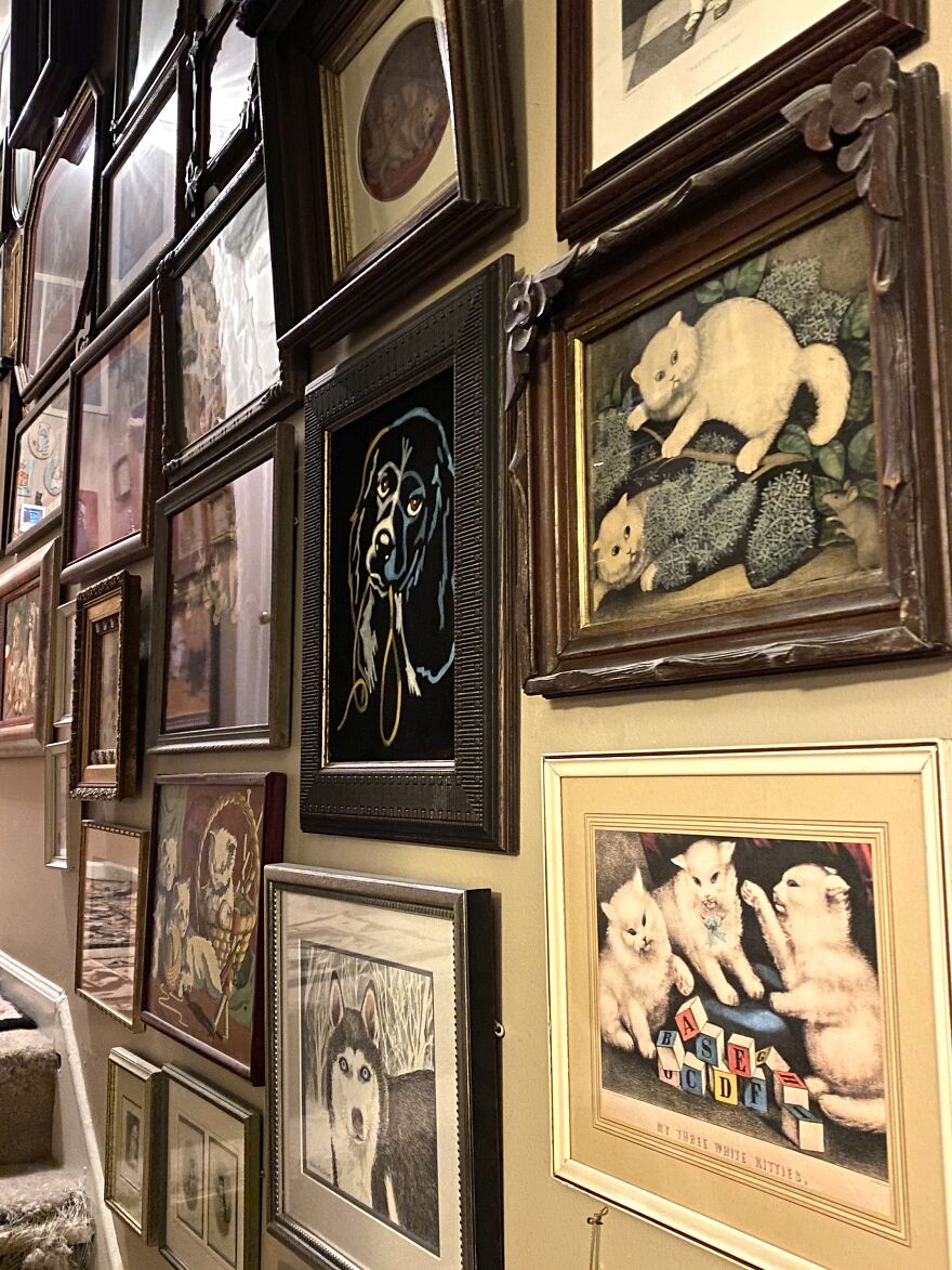 This Is A Collection (Of Cats! & More)