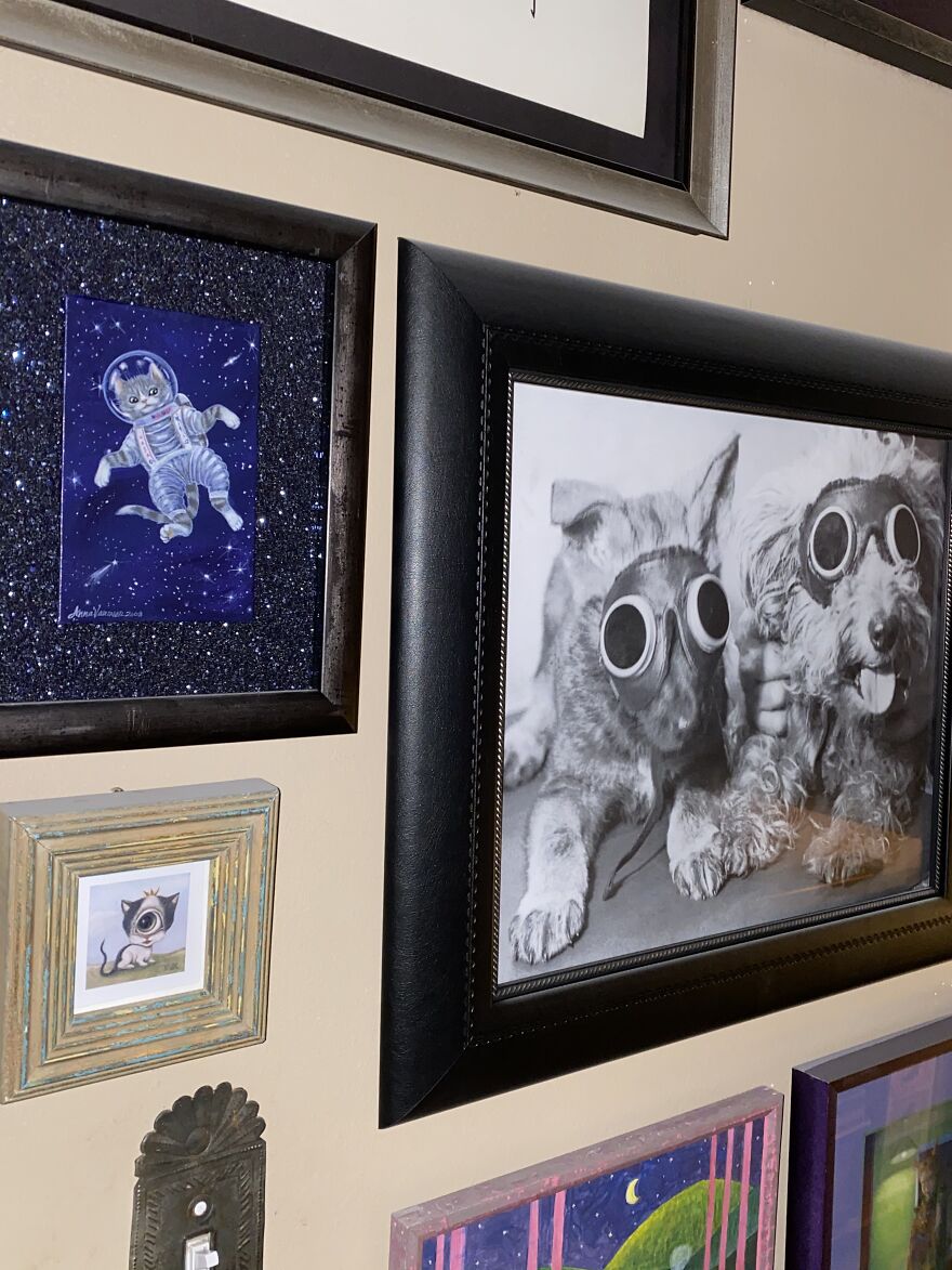 This Is A Collection (Of Cats! & More)