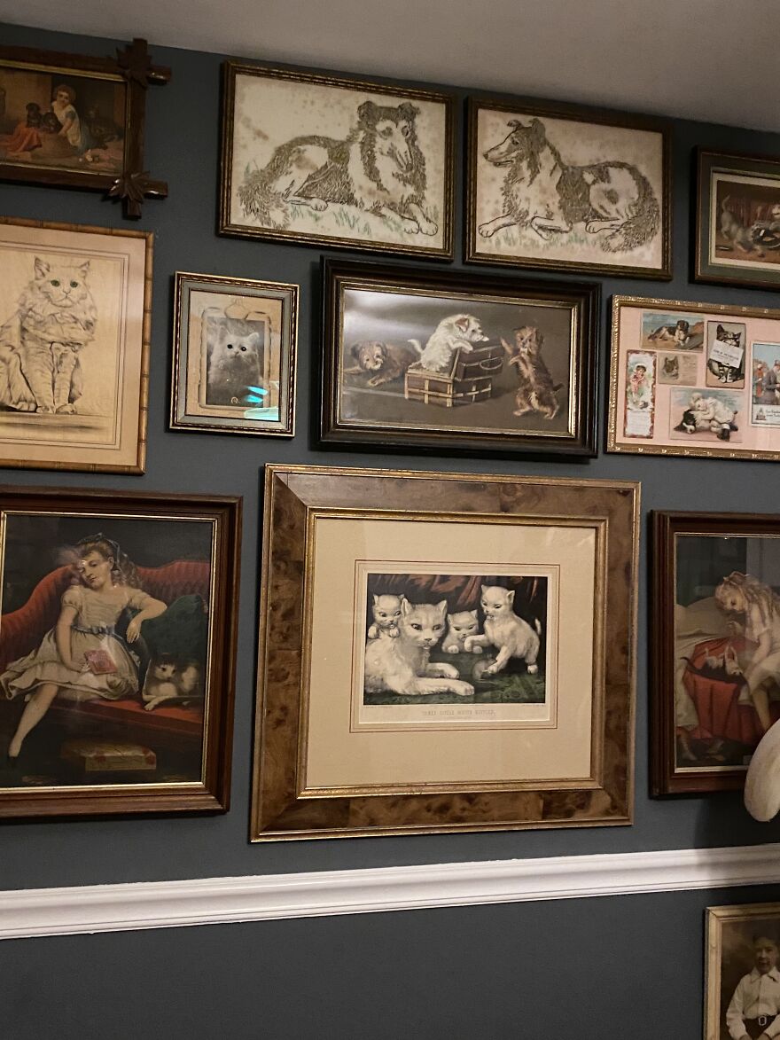 This Is A Collection (Of Cats! & More)