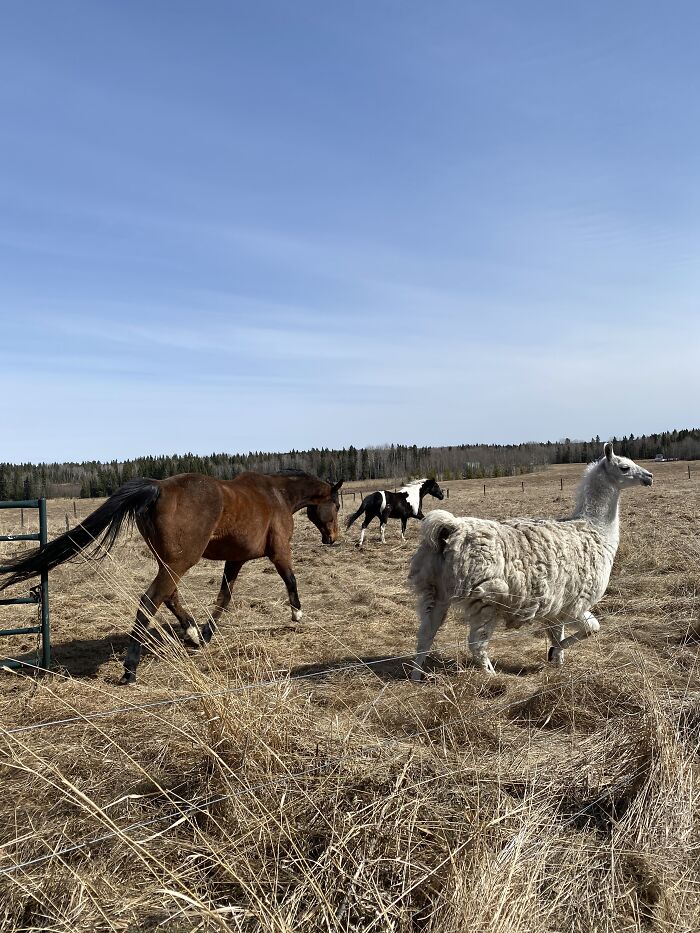 Two Horses And Their Bestie Betty The Llama