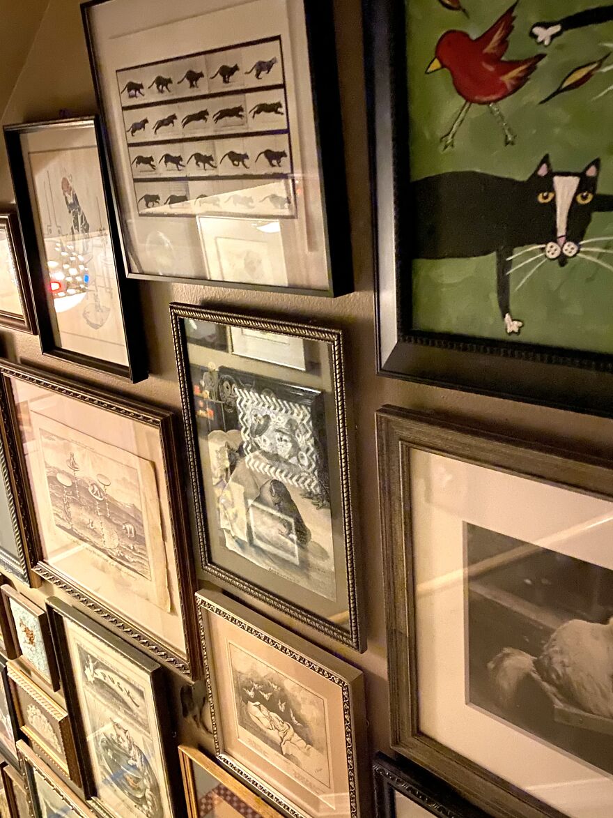 This Is A Collection (Of Cats! & More)