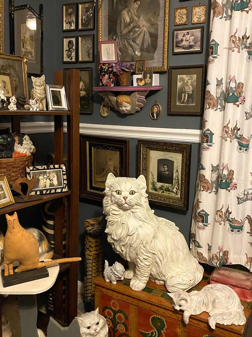 This Is A Collection (Of Cats! & More)