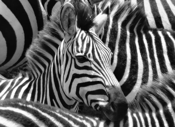 40 Interesting Things People Didn’t Learn At School And Decided To Share Them In This Online Group (New Pics)