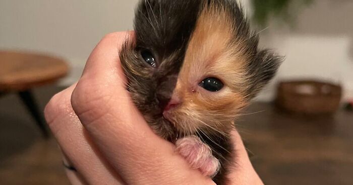 Meet Apricot, An Orphaned Chimera Kitten That Looks Like Two Different Cats Merged Into One