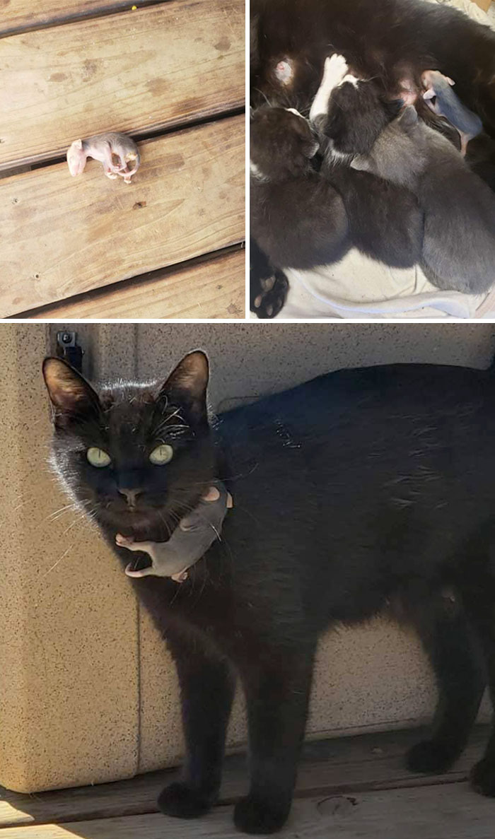 This Mother Cat Has Taken In An Abandoned Baby Possum