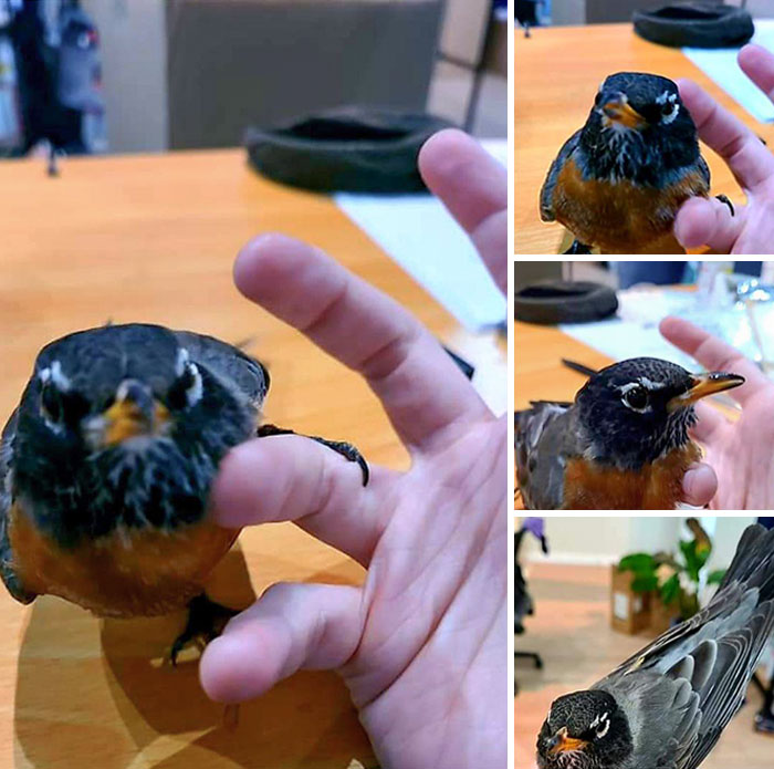 Saved A Robin From A "Murder" Of Crows Yesterday