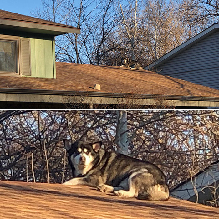 3rd Generation “Roof Dog”: Our Neighbor’s First Husky Learned How To Climb Onto The Roof, Then Proceeded To Teach The Next Husky That Came Along, Then The Present Generation