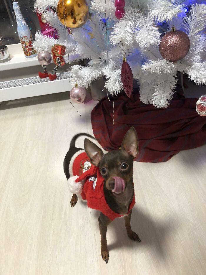 Santa Claus's Rudolph Mini Edition