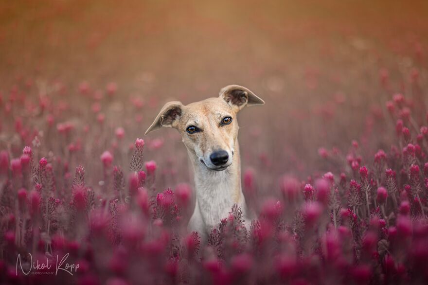 My Flower Power Dog Photos (10 Pics)