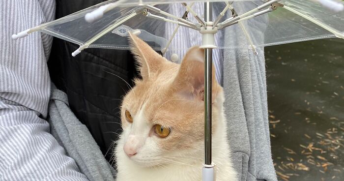 This Japanese Kitten And His Custom-Made Umbrella Will Probably Brighten Up Your Day