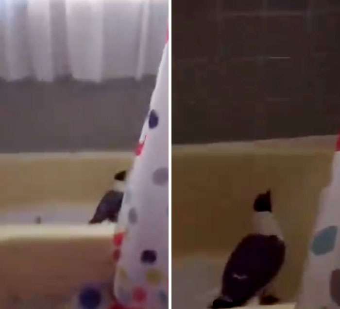 Weirdest-Thing-Boyfriend-Bathroom-Toilet-Twitter