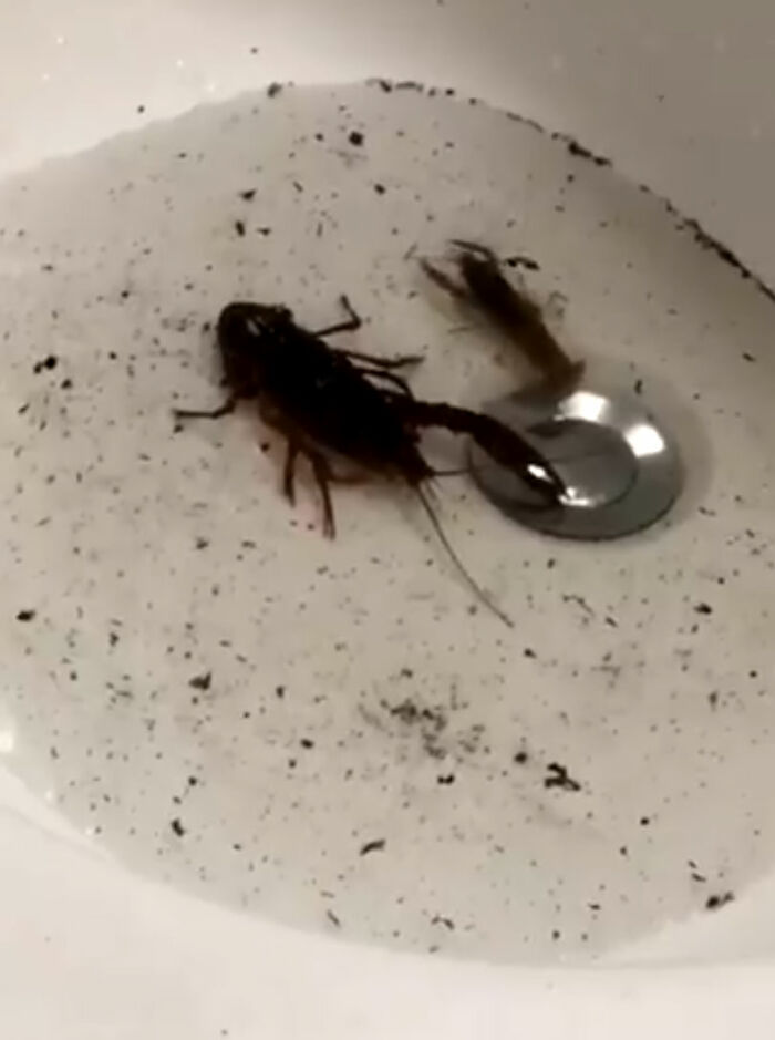 Weirdest-Thing-Boyfriend-Bathroom-Toilet-Twitter