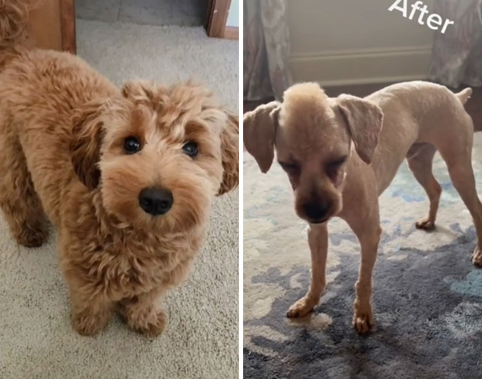 What-People-Wanted-vs.-What-They-Got-Tiktok