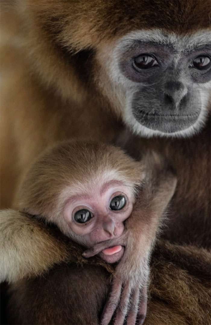 Wildlife-Photography-Animals-Best-Photos-Goran-Anastasovski