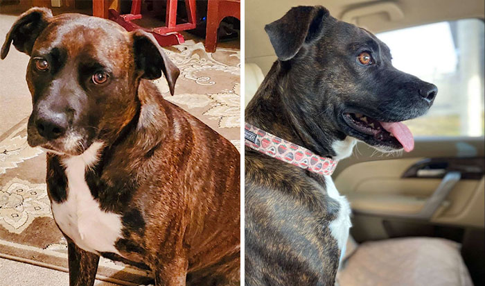 Woman Adopts A Dog That Has Never Known A Soft Bed Or Toys And Gives Her A Family